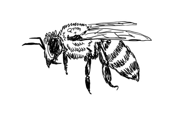 Download Bee Drawing - Flying Bee Illustration - Bee illustration Collection